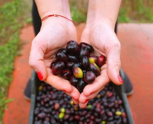 eumelia farm olives Travel & Leisure Magazine