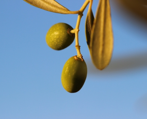 eumelia farm olives olive oil holiday