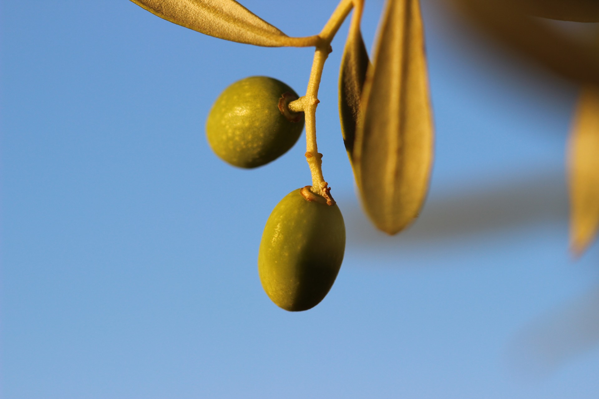 Olive Picking Experience All Inclusive Olive Oil Tour eumelia