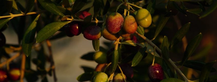 eumelia farm olives on olive tree